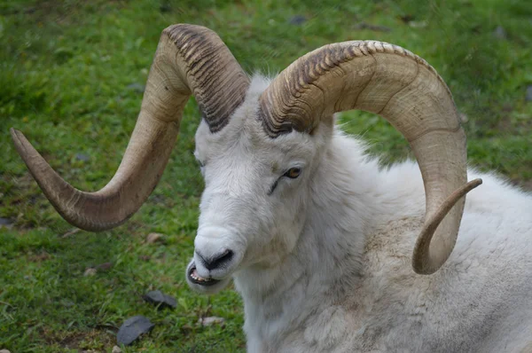 Una oveja Dall — Foto de Stock