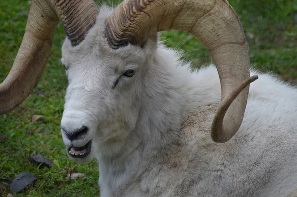 A Dall Sheep — Stock Photo, Image