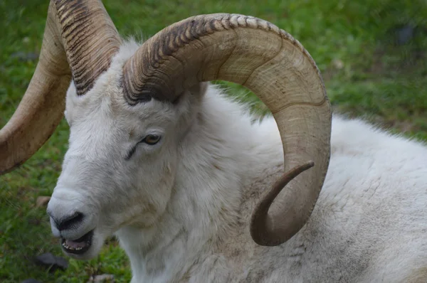 A Dall Sheep — Stock Photo, Image