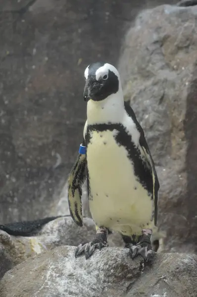 Pinguin auf einem Felsen — Stockfoto