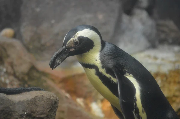 Pinguin auf einem Felsen — Stockfoto
