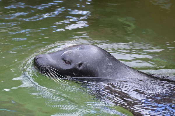 Una foca del puerto —  Fotos de Stock