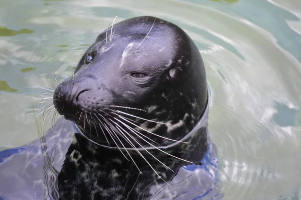 Una foca del puerto —  Fotos de Stock