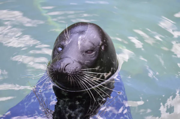 Una foca del puerto —  Fotos de Stock