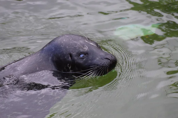 Una foca del puerto — Foto de Stock