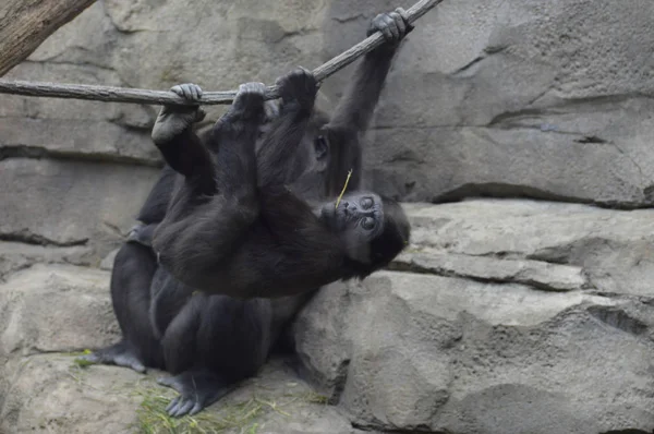 Gorilla im Freien — Stockfoto