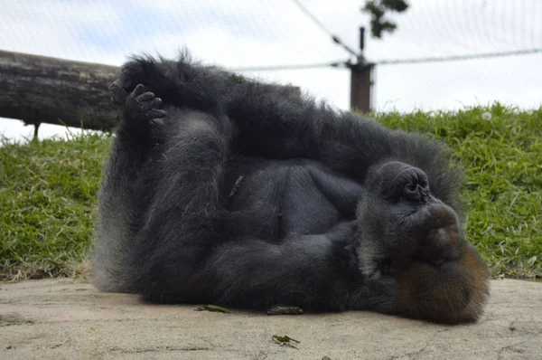 Gorilla im Freien — Stockfoto