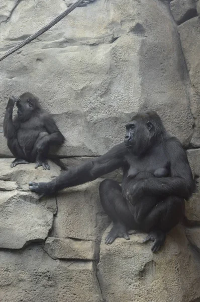 Gorilla im Freien — Stockfoto