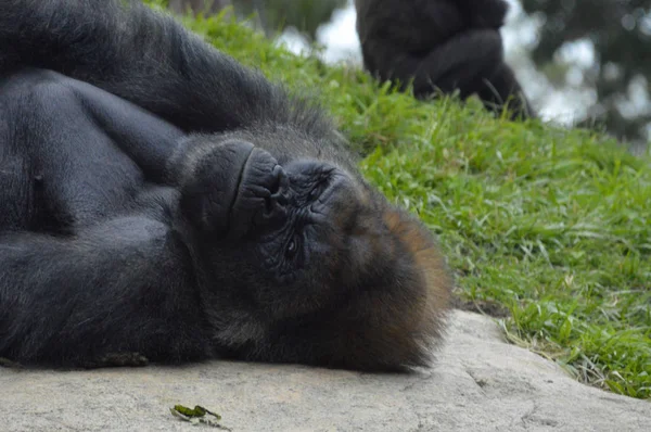 Gorilla im Freien — Stockfoto