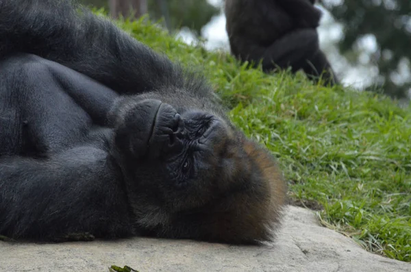 Gorilla im Freien — Stockfoto