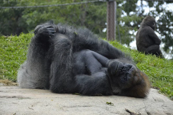 Gorilla i naturen — Stockfoto