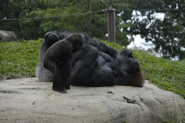 Gorilla in mezzo alla natura — Foto Stock