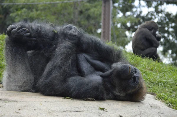 Gorilla i naturen — Stockfoto