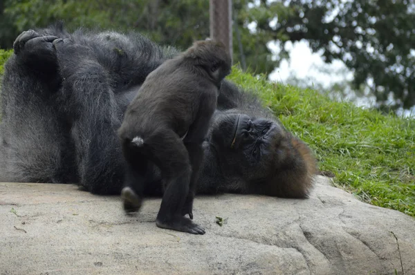 Gorilla im Freien — Stockfoto