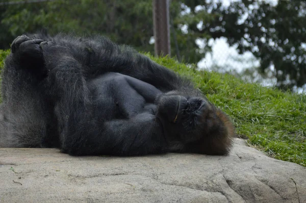 Gorilla im Freien — Stockfoto