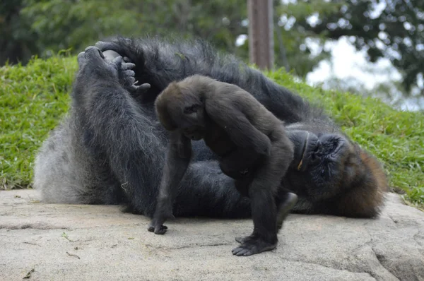 Gorila ao ar livre — Fotografia de Stock