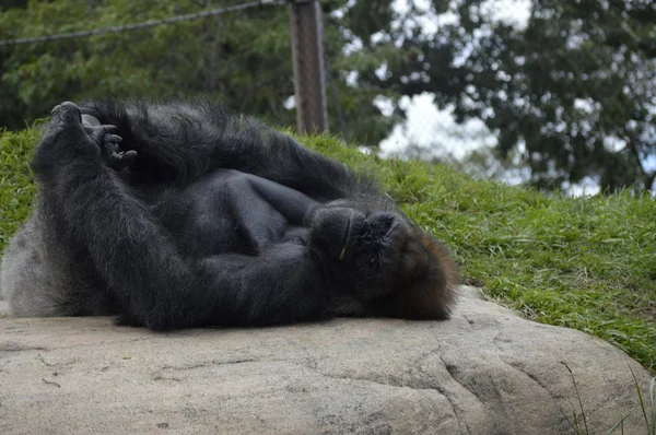 Gorilla i naturen — Stockfoto