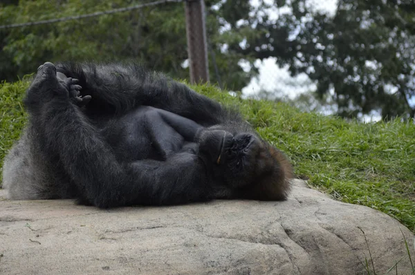 Gorilla i naturen — Stockfoto