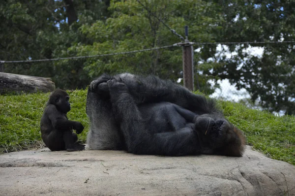 Gorilla in mezzo alla natura — Foto Stock