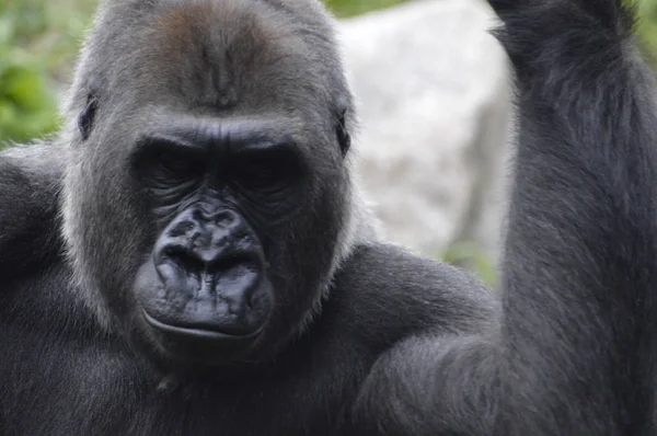 Goril açık havada