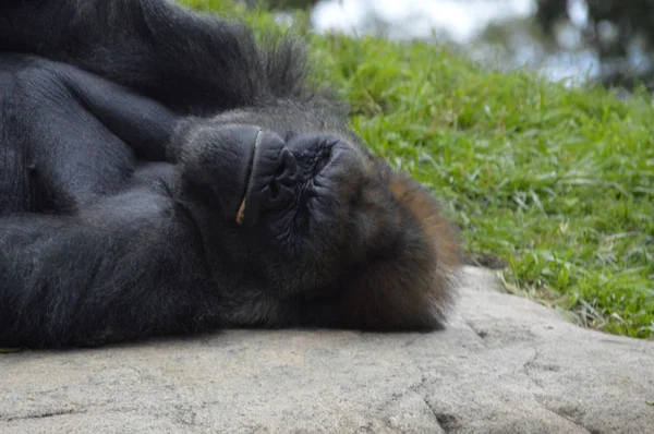 Gorila ao ar livre — Fotografia de Stock