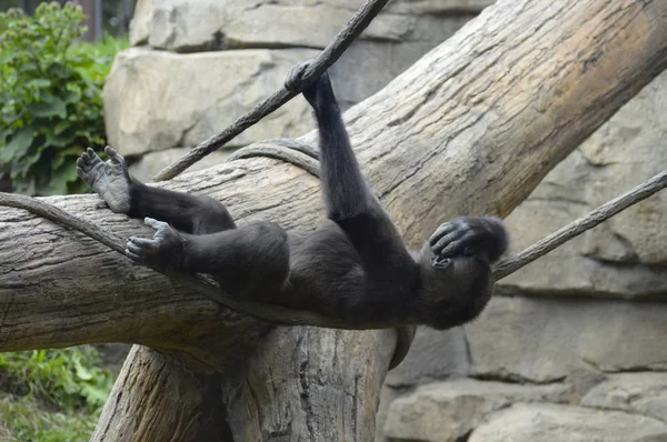 Gorila al aire libre —  Fotos de Stock