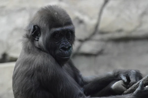 Gorilla im Freien — Stockfoto