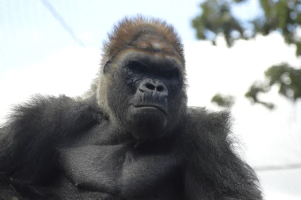 Gorilla im Freien — Stockfoto