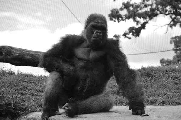 Gorilla i naturen — Stockfoto