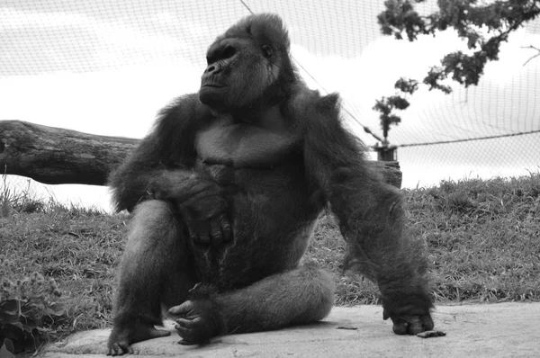 Gorilla im Freien — Stockfoto