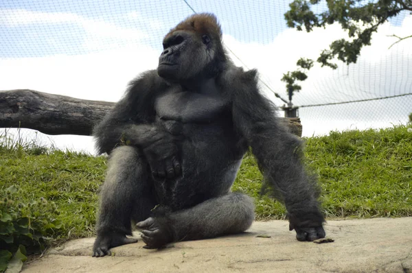 Gorilla im Freien — Stockfoto