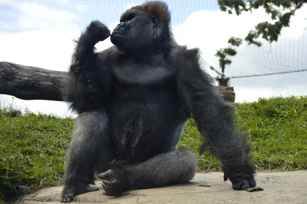 Gorilla ในที่กลางแจ้ง — ภาพถ่ายสต็อก