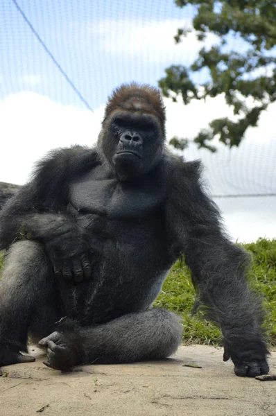 Gorilla im Freien — Stockfoto