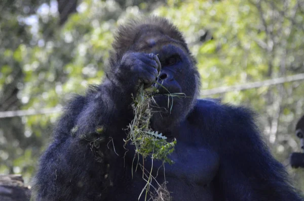 Gorilla im Freien — Stockfoto