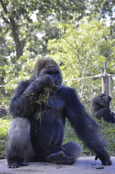 Gorilla in the outdoors — Stock Photo, Image