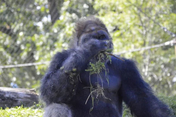 Gorilla im Freien — Stockfoto