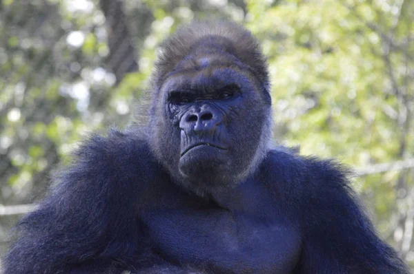 Gorilla in mezzo alla natura — Foto Stock