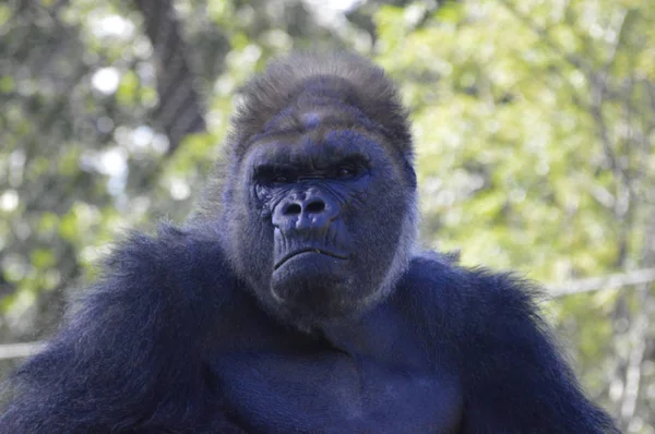 Gorila al aire libre —  Fotos de Stock