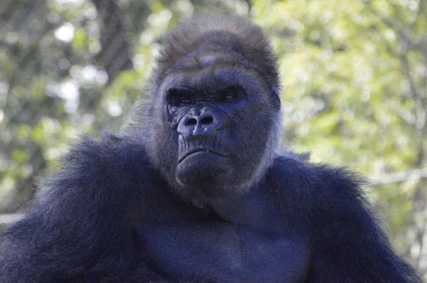 Gorilla i naturen — Stockfoto