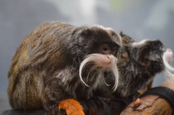 Emperor Tamarin ve bebekler