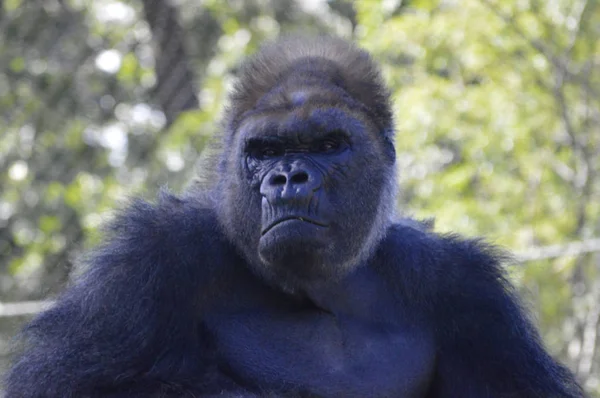 Gorilla in mezzo alla natura — Foto Stock