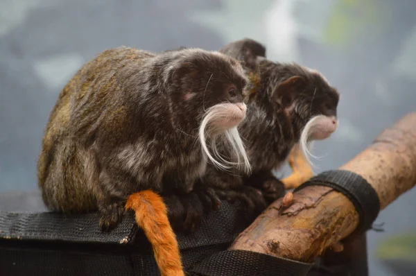 Kaiser Tamarin und Babys — Stockfoto