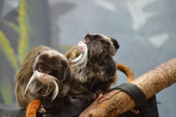 Kejsaren Tamarin och spädbarn — Stockfoto