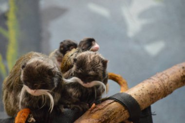 Emperor Tamarin ve bebekler