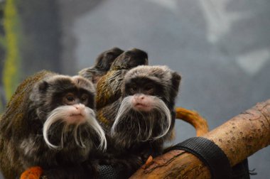 Emperor Tamarin ve bebekler