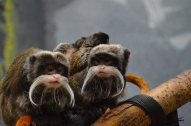 Emperor Tamarin ve bebekler