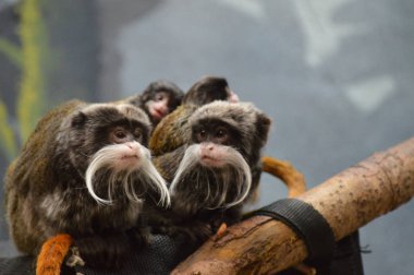 Emperor Tamarin ve bebekler