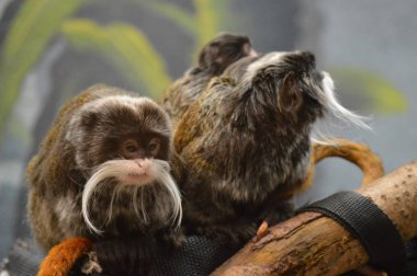 Emperor Tamarin ve bebekler