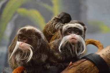 Emperor Tamarin ve bebekler