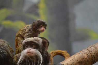 Emperor Tamarin ve bebekler